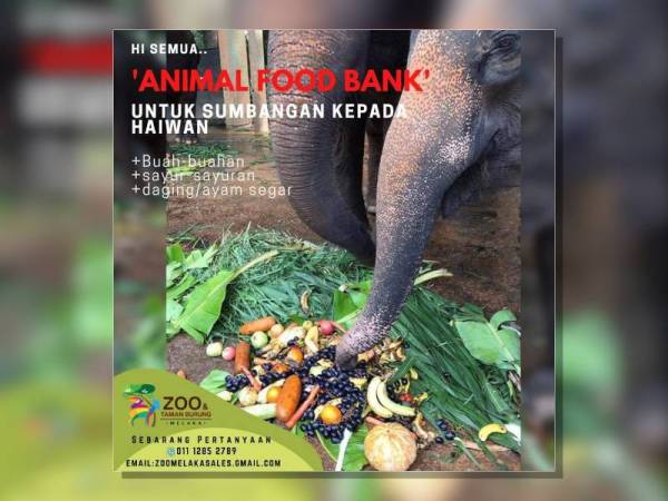 600 Haiwan Di Zoo Melaka Perlu Bantuan Makanan