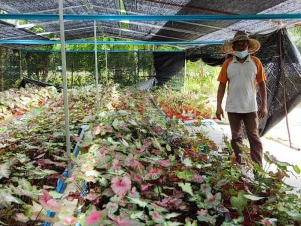 Riban masih perlu menyelenggara semua pokok di nurserinya setiap hari sepanjang PKP, namun mereka tidak dibenarkan beroperasi.