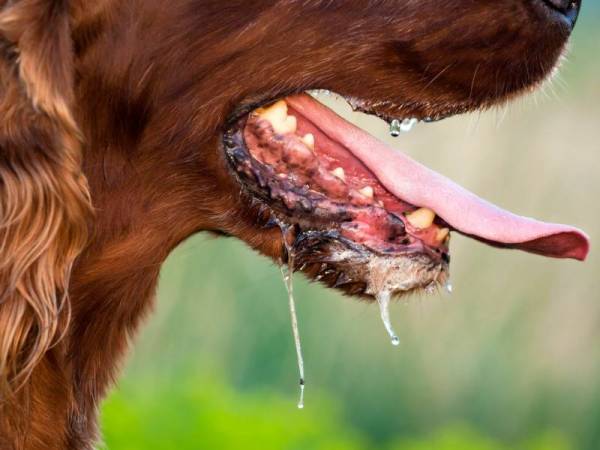 Mangsa mempunyai sejarah digigit sebanyak dua kali iaitu di bahagian betis dan dagu oleh dua ekor anjing berbeza milik rakan sekerjanya. - Gambar hiasan Foto 123RF 