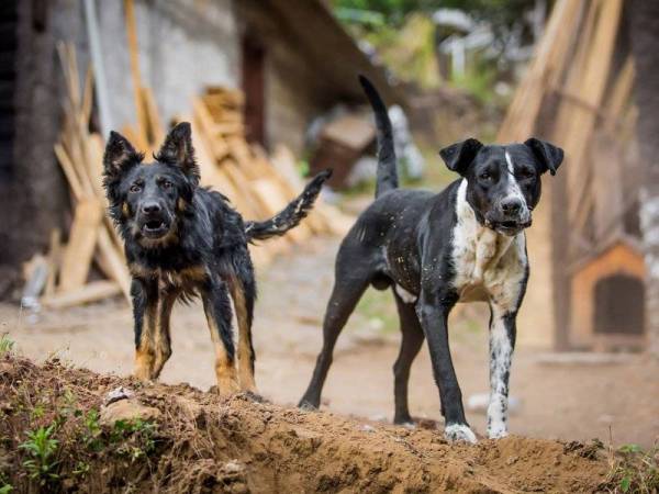 Dua kes anjing positif rabies di kawasan berkenaan dikesan baru-baru ini. Gambar hiasan. 