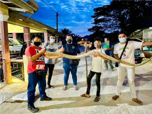 Mohd Hamdan (kiri) dan rakan-rakannya menunjukkan ular tedung selar sepanjang 3.9 meter yang ditangkap di Kampung Kuala Pertang, Kuala Krai.