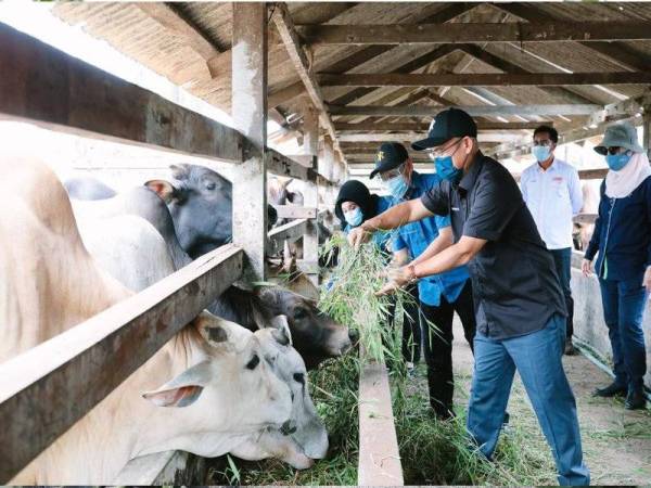 Ronald (depan) memberikan makanan kepada ternakan lembu semasa lawatan ke PPK Bernam Jaya, Sabak Bernam pada Sabtu.