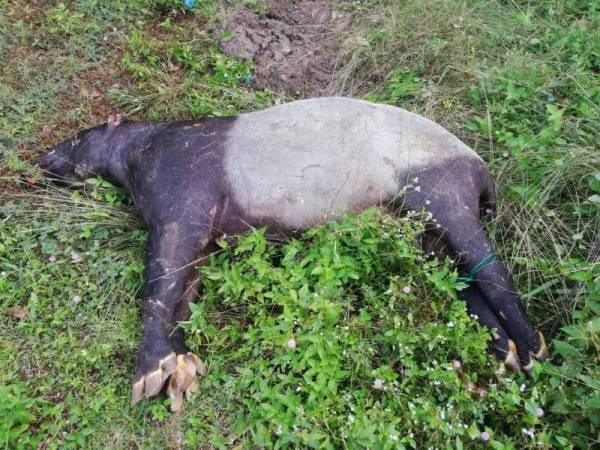 Tapir jantan dewasa yang ditemui mati di tepi jalan, dipercayai dilanggar.