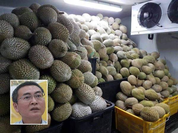 Durian yang dieksport akan dibekukan sebelum dihantar ke negara-negara mempunyai permintaan tinggi. - Foto MAPC, gambar kecil: Sam