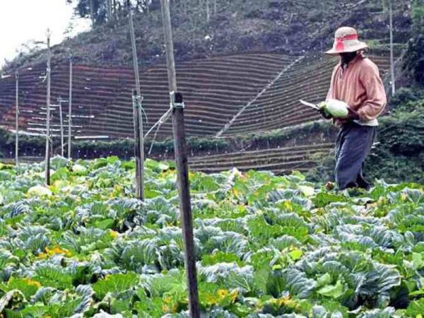 Sektor Pertanian Di Cameron Highlands Dibenar Beroperasi Semula