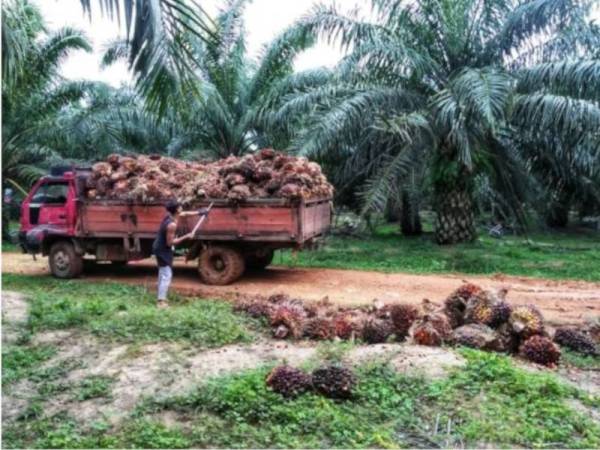 Sektor perladangan sawit dipilih sebagai projek rintis vaksinasi bagi Program Imunisasi Covid-19 Kebangsaan (PICK).