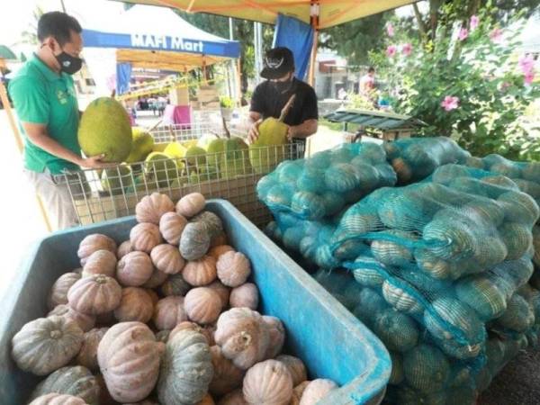 Pengurus Pusat Khidmat Pemasaran FAMA Kuantan, Faris Abdullah (kiri) memilih buah nangka J33 yang terdapat di PST Pejabat FAMA Pahang. - Foto ihsan FAMA Pahang