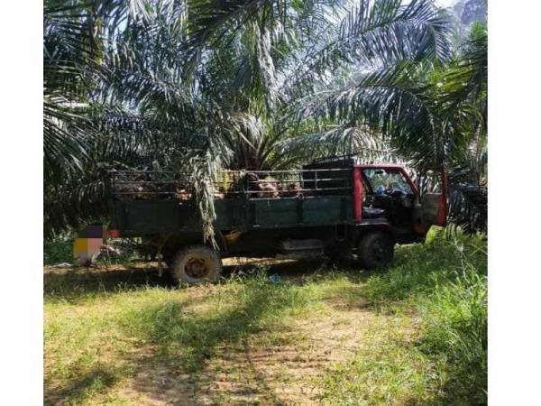 Tiga lelaki tidak sempat membawa keluar buah kelapa sawit dari kawasan Hutan Simpan Bubu, Manjung apabila diberkas pasukan penguat kuasa Pejabat Renjer Hutan Beruas di hutan simpan berkenaan pada Sabtu.