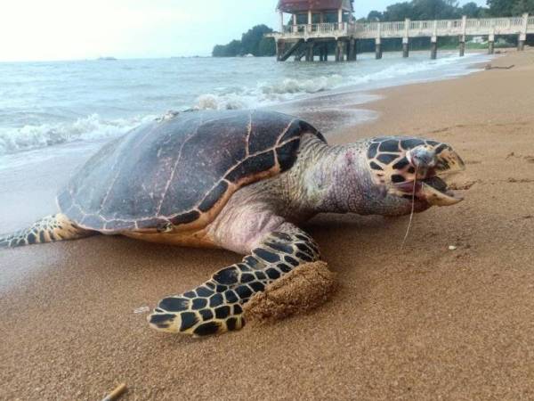 Penyu karah bunting yang ditemui mati di pesisiran Pantai Tanjung Bidara, Alor Gajah pada Ahad.