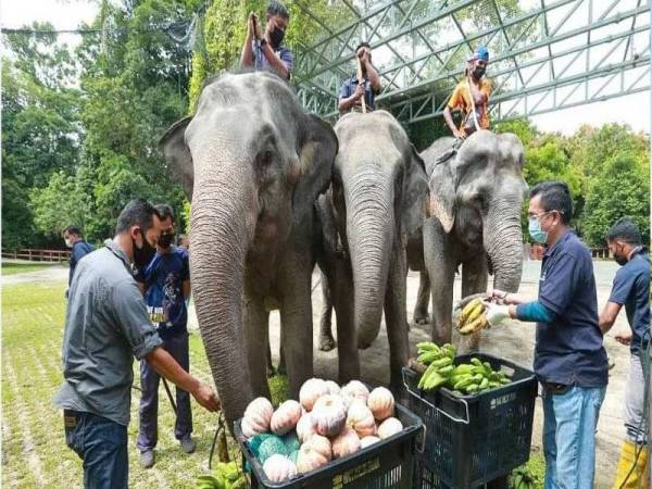 Rosli (kanan) dan Che Ku Mohd Zamzuri (kiri) memberi gajah makan pisang dan labu yang disumbangkan FAMA Pahang di PKGK Kuala Gandah, Lancang pada Ahad. 