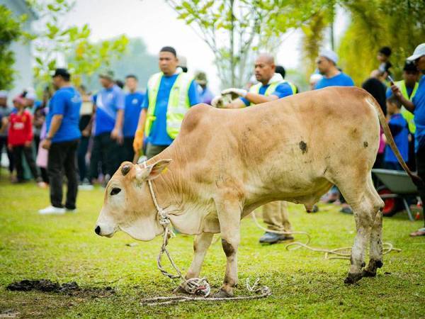 Had kapasiti sembelihan korban adalah tidak melebihi lima ekor sehari dan bilangan kehadiran termasuk petugas tidak melebihi 12 orang. - Gambar hiasan