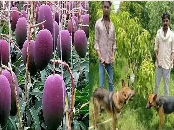 Pokok mangga Miyazaki termahal di dunia yang jarang ditanam di India dikawal enam ekor anjing dan empat pengawal keselamatan di Jabalpur. - Foto Hindustan Times