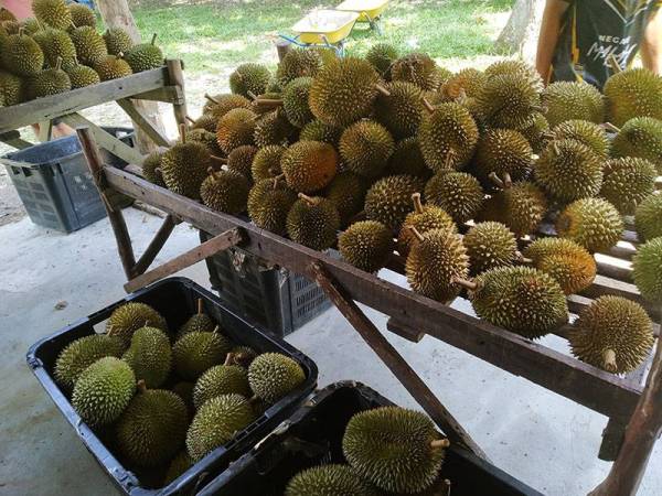 Harga durian kampung 2021