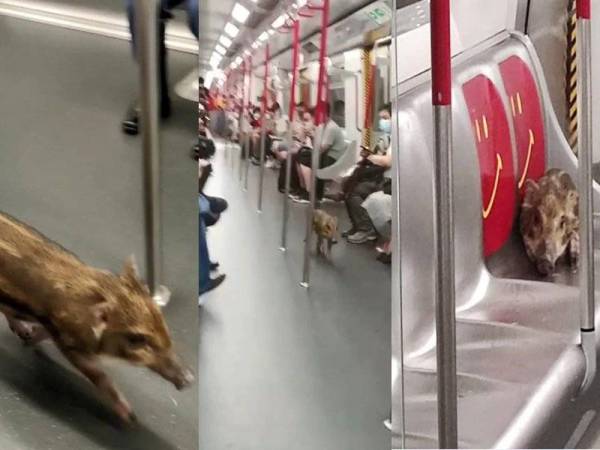 Anak babi sesat jadi 'penumpang' tren di Hong Kong. - Foto Twitter