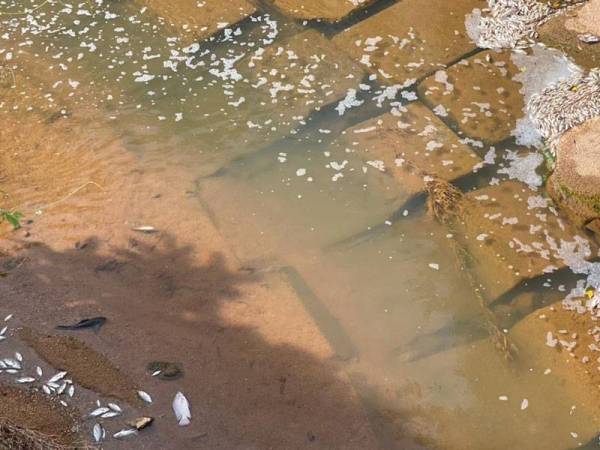 Bangkai ikan dilihat terdampar di sungai berhampiran Kampung Kenanga pada Selasa.