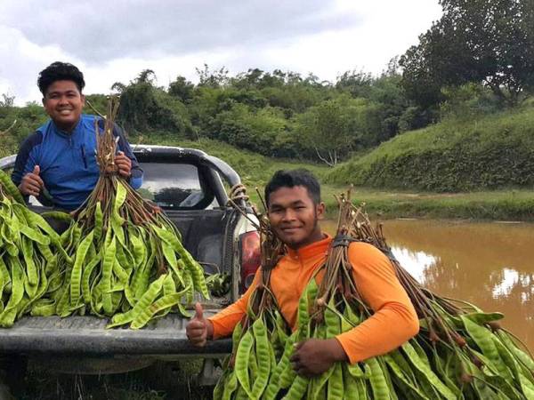 Lumayan. Petai-petai berbuah lebat yang dipetik Nik Ali (kanan) dan rakannya, Wan Zonnum Al Masri Wan Aziz.