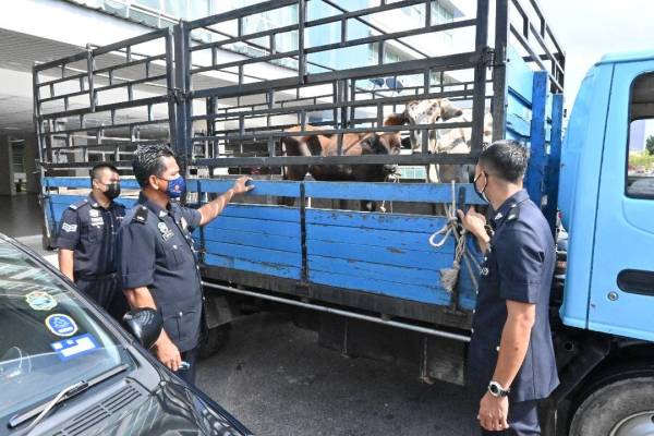 Mispani (dua dari kanan) menunjukkan dua ekor lembu yang dicuri berjaya ditemui semula di IPD Jasin pada Rabu.