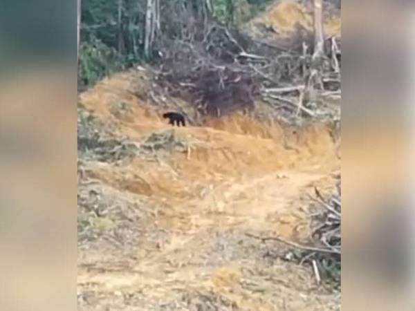 Rakaman video berdurasi 29 saat menunjukkan seekor beruang berjalan dalam keadaan terhincut-hincut di cerun bukit dengan himpunan kayu yang ditebang tular dalam media sosial. - Foto Facebook Persatuan Haiwan Malaysia