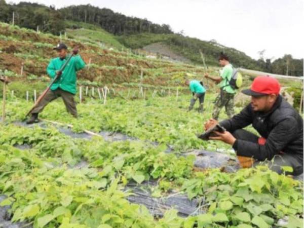 Sektor pertanian, penternakan, industri makanan terus dibenar 