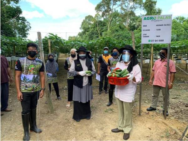 Abdullah (kanan) menunjukkan timun yang dikutip di kebun milik Muhamad Zulfazli di sini.