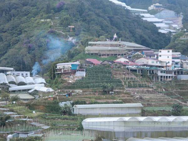 Pada PKP kali ini, pengusaha sayuran di Cameron Highlands mengawal pengeluaran mereka dengan lebih awal bagi mengelakkan kerugian dan pembuangan sayuran tidak terjual.