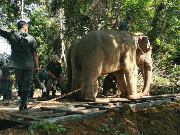 Operasi pemindahan gajah liar ini telah dijalankan pada Sabtu dengan bantuan dua ekor gajah denak iaitu Kasturi dan Rambai.