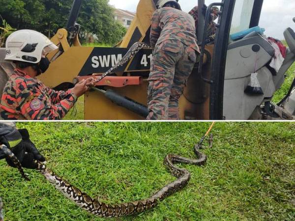 Anggota bomba sedang mengeluarkan ular sawa yang terbelit di kipas jengkaut dalam kejadian di Kota Laksamana di sinar, pada Selasa.