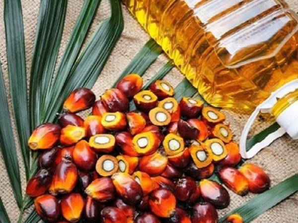 India akan membenarkan import olein sawit RBD dengan bebas, hampir 18 bulan selepas kerajaan meletakkan produk minyak sawit bertapis di bawah kategori disekat. - Gambar hiasan