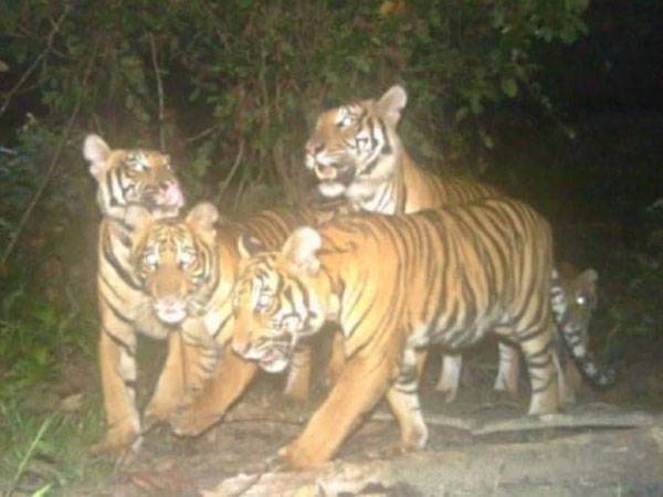 Gambar lima ekor harimau yang sempat dirakam dipercayai menyerang ternakan lembu di kawasan ladang sawit di Felda Kerteh 4. - Foto ihsan Facebook Dr Azman.