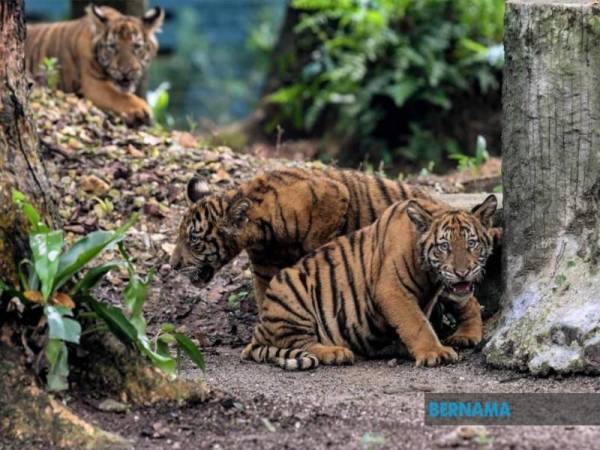 Kerajaan mengenal pasti tindakan strategik untuk mengukuhkan inisiatif dalam aspek pemeliharaan dan pemuliharaan habitat Harimau Malaya yang merupakan spesies ikonik Malaysia dan menjadi simbol Jata Negara. - Foto Bernama 