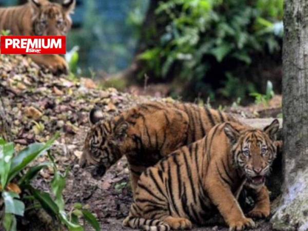 Harapan melihat Harimau Malaya terus wujud