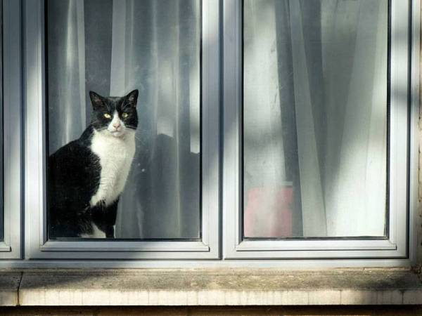 Kucing peliharaan dilarang keluar rumah
