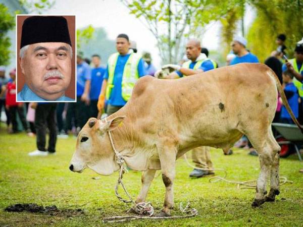 MAIK membenarkan pelaksanaan ibadah korban dalam tempoh Perintah Kawalan Pergerakan (PKP) 3.0 mengikut garis panduan yang ditetapkan. Gambar hiasan, gambar kecil: Tengku Mohamad Rizam