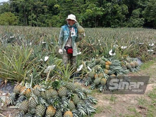 Wan Lokman bersama nanas yang ditanamnya di Kampung Chuchuh Puteri, Kuala Krai di sini.