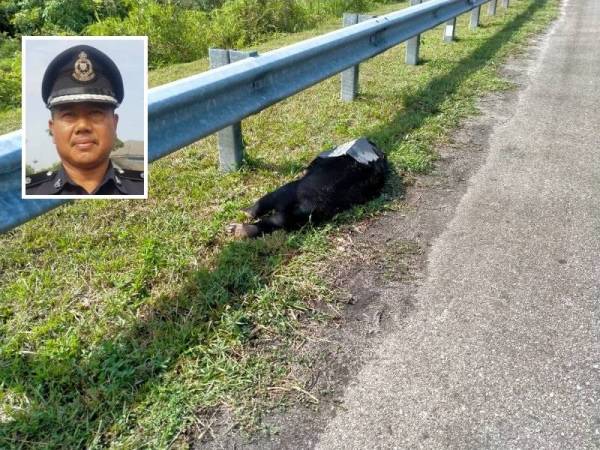 Beruang matahari jantan mati dilokasi akibat dirempuh kereta dipandu seorang guru dalam kejadian di Kilometer 367.5 Lebuh Raya Pantai Timur (LPT) Fasa 2, Dungun, pagi Ahad. - Foto ihsan IPD Dungun
Gambar kecil: Baharudin