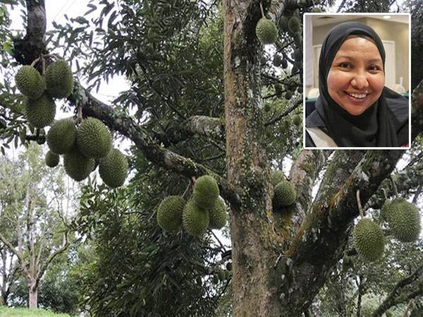 Tidak adil hukuman hanya diberikan kepada pekebun durian kerana mereka menceroboh tanah kerajaan tanpa menghukum penerima-penerima sogokan untuk buta pada aktiviti penerokaan tersebut. Gambar kecil: Noor Jeehan