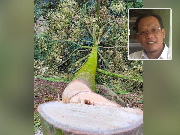 Gambar pokok durian sedang berbuah yang ditebang pihak berkuasa Ahad lalu tular di media sosial.
Gambar kecil: Andansura