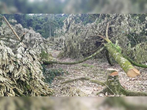 Antara pokok durian yang selesai ditebang dalam operasi yang bermula sejak 3 Julai lalu.