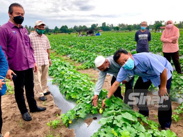 Che Abdullah (kanan) bersama penanam, Mohd Noor Hassan melihat pokok banggol melon yang baru berbuah sambil diperhatikan Hanifa (kiri) di Kampung Banggol, Pengkalan Chepa, Kota Bharu pada Ahad. - Foto Sinar Harian