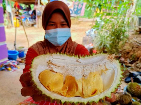 Norazati menunjukkan isi buah durian yang ditanam di kebunnya di Kampung Mambong, Kuala Krai yang bukan sahaja sedap tetapi harganya murah.