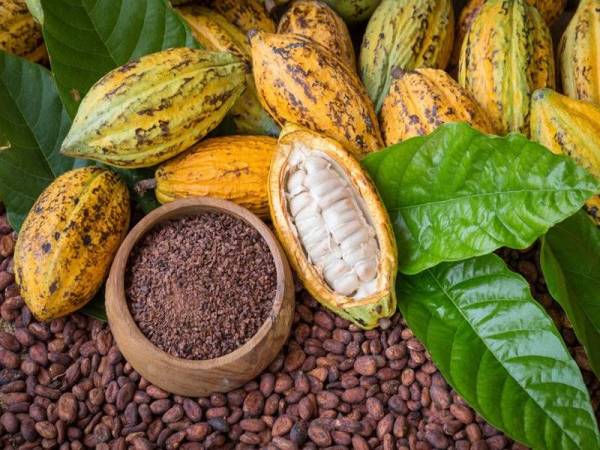 HSBC Amanah Malaysia menyelesaikan kemudahan pembiayaan hijau khusus untuk Guan Chong Cocoa Manufacturer Sdn Bhd, anak syarikat milik penuh Guan Chong Bhd (GCB) menandakan kemudahan pembiayaan perdagangan hijau pertamanya bagi sumber koko yang mampan di Malaysia. - Foto 123RF