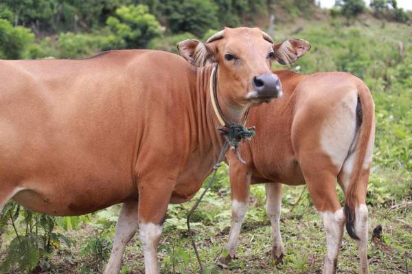 Seorang kanak-kanak lelaki berusia enam tahun maut diseret seekor lembu sejauh 50 meter dalam kejadian di Kampung Rahmat di sini pada Isnin. Foto 123rf. 