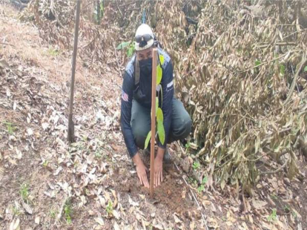 Anggota JPNP melakukan pemulihan hutan dengan menanam pelbagai spesies pokok hutan di HSK Batu Talam. - Foto Ihsan JPNP