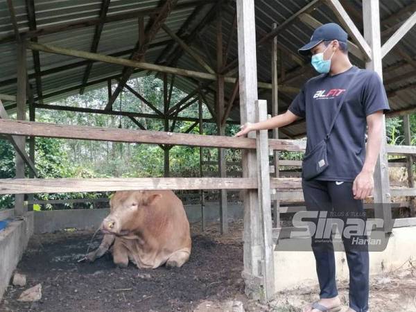 Seorang penduduk, Shahrul Idzham Shafie, 19, menunjukkan lembu sado yang dipercayai menanduk seorang lelaki di Pokok Sena pada Selasa.