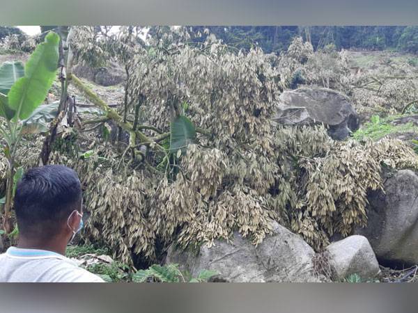 Antara kawasan kebun durian haram di kawasan HSK Batu Talam, Raub yang dimusnahkan.