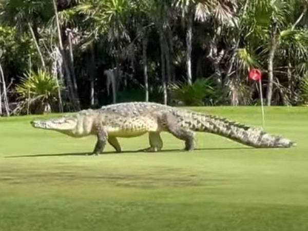 Seekor buaya gergasi yang sepanjang kira-kira 4.57 meter sedang berjalan di sebuah padang golf di Mexico baru-baru ini.