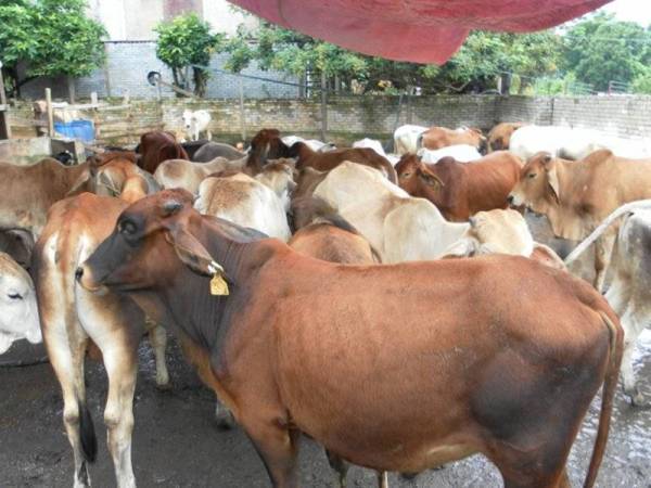 Bekalan ternakan lembu mencukupi bagi menampung permintaan umat Islam menjalankan ibadah korban sempena Hari Raya Aidiladha pada Selasa ini biarpun kerajaan menghentikan pengimportan lembu dari Thailand. Gambar hiasan