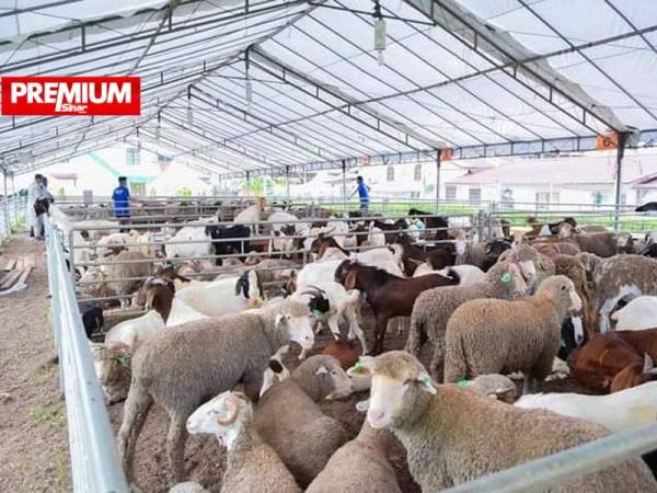 Pelbagai jenis kambing dan biri-biri yang terdapat di Osman Goat Farm.