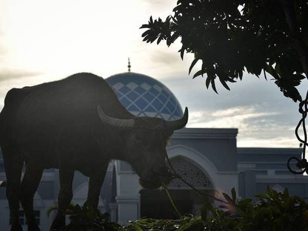 Salah seekor kerbau ditambat di pekarangan masjid, bagi persediaan sambutan Aidiladha esok di Masjid Sultan Muhammad V Labuan pada Isnin. - Foto Bernama