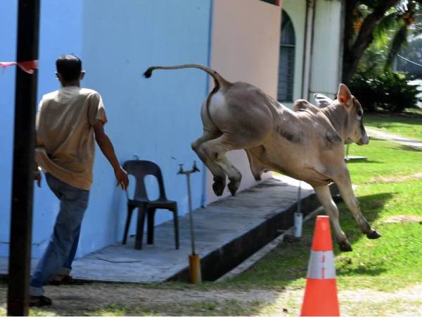 Tiga daripada lima ekor lembu melepaskan diri semasa Program Ibadah Korban tahunan anjuran Universiti Sains Malaysia (USM) di pekarangan Masjid Al-Malik Khalid USM pada Selasa. - Foto Bernama